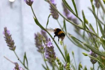 Bee landing on Lavender.jpg